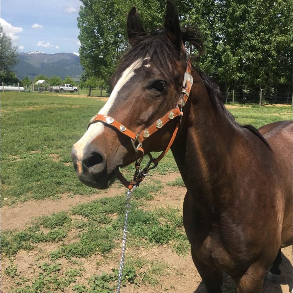 Leather and silver show halter and Lead